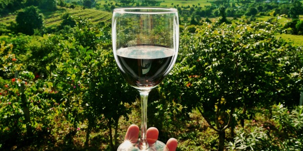 Qu’est-ce que le vin vegan ?